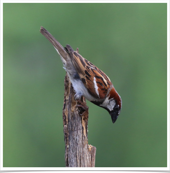 House Sparrow